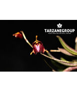 TRISETELLA PANTEX MINI MINIATURE ORCHID SPECIES MOUNTED - $43.00