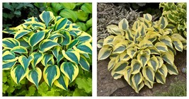 1 Live Potted Plant hosta AUTUMN FROST small thick blue 2.5&quot; pot - £34.75 GBP
