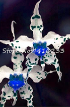 100  pcs Unique Black Cymbidium Faberi Flower Bonsai Flowering Monkey Face Orchi - £3.57 GBP