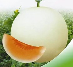 White Sweet Muskmelon Organic Seeds, 1 Original Pack, Great Tasty Melon ... - $10.96