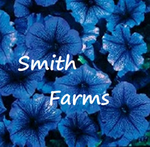 50 Seeds Ice Blue Petunia Flowers Brightly Colored Beautiful Garden Fresh USA Ga - $12.49