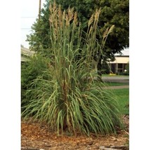 Erianthus Ravennae Hardy Pampas Grass 5 seeds Fresh Gardening - $337.12 MXN
