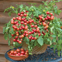 50 Seeds Red Robin Tomato Heirloom Seeds Quick Setup Garden Perfection - £9.00 GBP