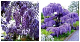 USA Seller - Blue Moon Wisteria Macrostachys Tree Well Rooted STARTER Plant - £51.13 GBP