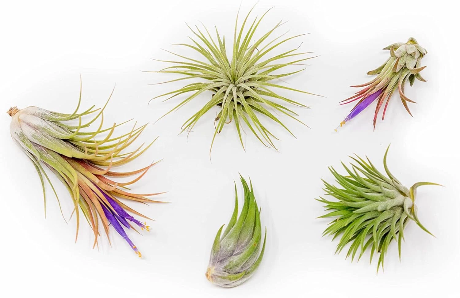 Assorted Tillandsia Ionantha Pack - Wholesale Bulk, Tillandsia, Easy Car... - $32.05