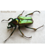 Phaedimus Cumingi Waterh Green Red Metallic Beetle Framed Entomology Sha... - $1,338.93 MXN