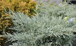 1 pcs Angelica Blue Spreading Juniper Live Plant 2.5 Quart Evergreen - £51.89 GBP