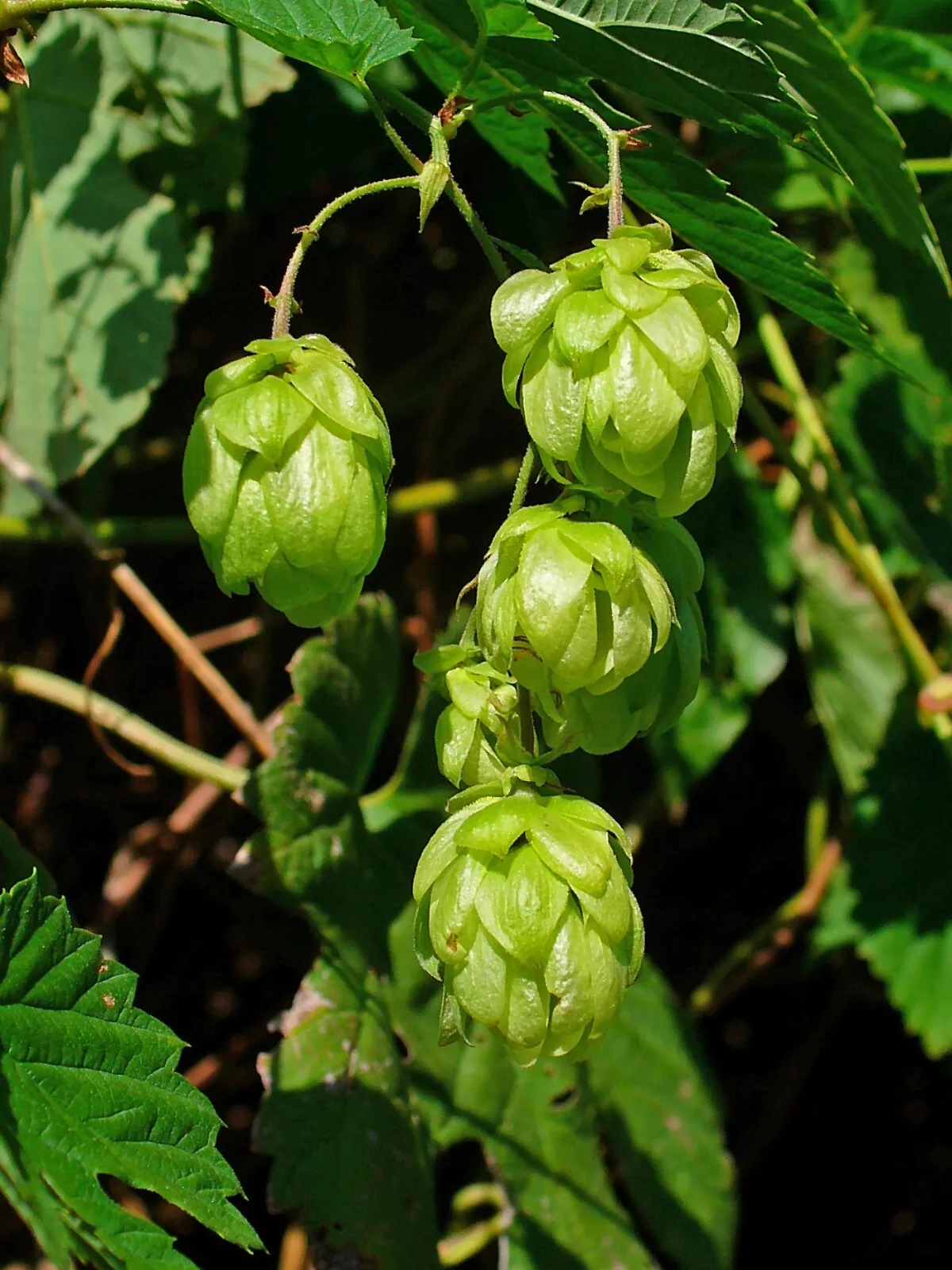 Hops Seeds Humulus Lupulus Common Hops Fresh Gardening USA Shipping - £15.75 GBP