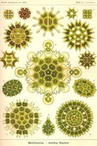 Green Algae by Ernst Haeckel - Art Print - £17.68 GBP+