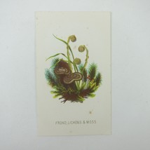 Antique Botanical Art Print Frond Lichens &amp; Moss Album Card Green &amp; Brown - £4.71 GBP