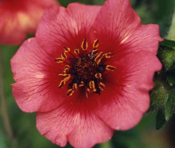 Primary image for 50 Pcs Red Pink Nepal Cinquefoil Potentilla Flower Seeds #MNSB