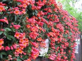 Rooted Starter Plant Bignonia "Tangerine Beauty" Crossvine Attracts Butterflies - $41.98