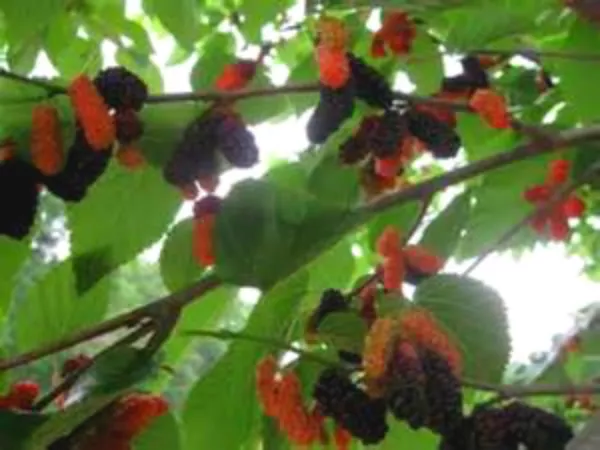 USA Seller FreshGrow Your Own Black Mulberry Tree&#39;S 20 Seeds Yummy - £10.36 GBP