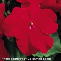 50 Impatiens Seeds Accent Red Flower Seeds Fresh Garden USA SELLER - $21.75