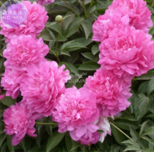 SEED Peony Fully Pink Big Blooms Tree New Seeds - $3.99