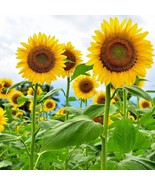 New Giant Sunflower Seeds For Planting - Heirloom &amp; Non-Gmo - High Germi... - £5.56 GBP