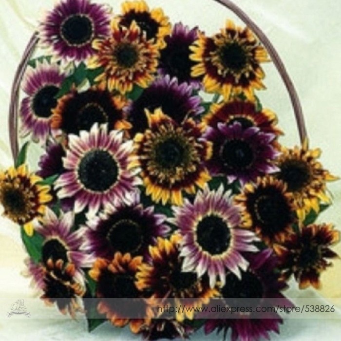 Bohemian Phapsody Sunflower Seeds Pack 15 Seeds Pack Lovely Blend Of Bic... - $14.90