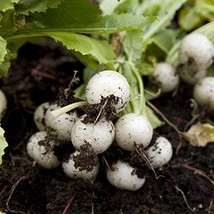 Cool B EAN S N Sprouts - Radish Seeds, White Beauty Radish, Radish Seeds, 1000 See - £5.52 GBP