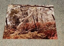 Vintage Color 14x11 Shrubs Bushes Forest Blooms Spring Photograph Poster... - $19.99