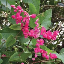SD 15 Seeds Love Chain House Flowers Fast Grow - $13.44