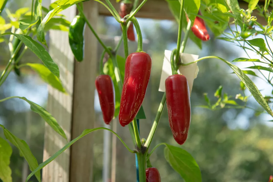 400 Seeds Early Jalapeno Pepper - £11.42 GBP