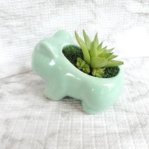 Bulbasaur Planter with Live Succulent, 4.5", Haworthia, Animal Plant Pot image 4