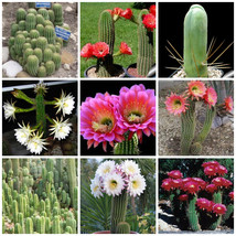 10 pcs Trichocereus Mix Seeds Rare Cactus Succulent Plants FRESH SEEDS - £4.81 GBP