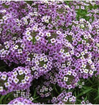 SGHOST 300 Seeds Alysum Purple Flower Organic Attracts Bees Butterflies Gift USA - £6.94 GBP