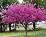 Eastern Redbud qt pot Cercis canadensis - $12.95