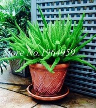 100PCS Garden Foxtail Fern Bonsai Seeds  Green Color - $4.68