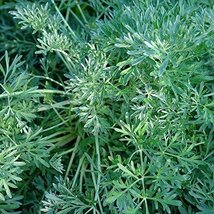 Wormwood Seeds (Artemisia Absinthium) Packet of 75 Seeds - $8.91