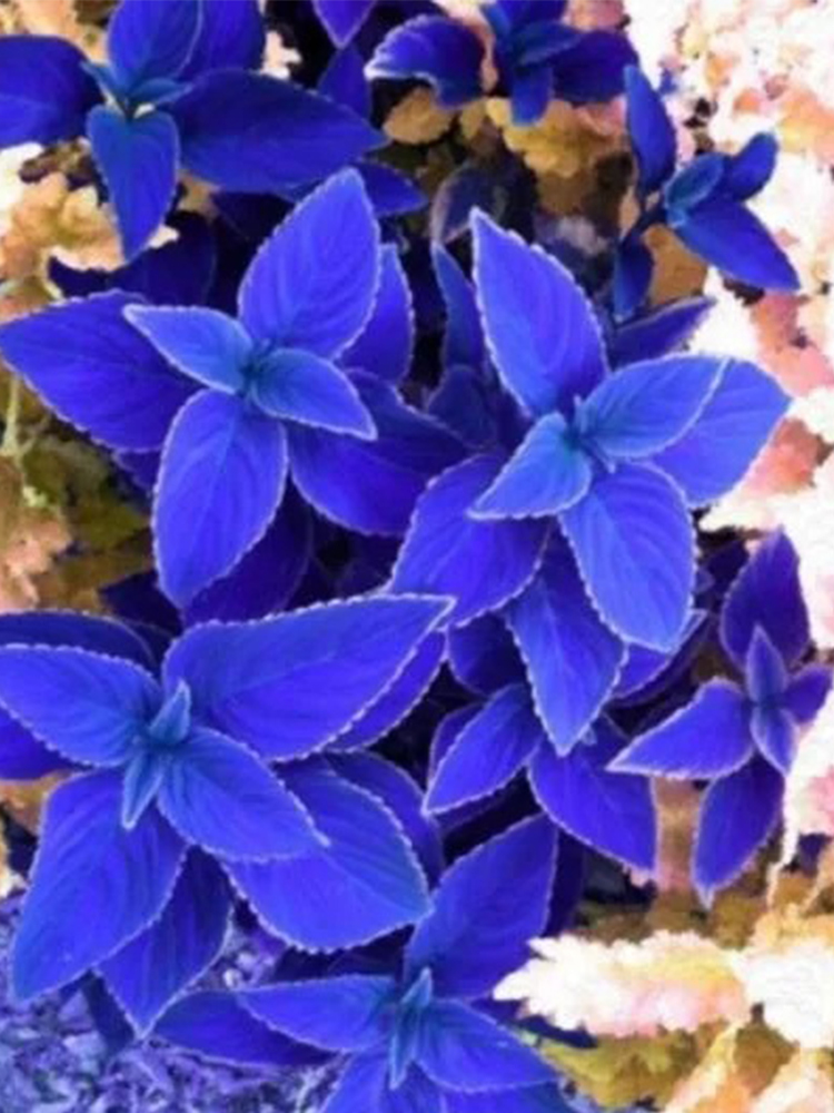 100 Seeds Vibrant Jingdian Series Coleus Seeds Purplish Blue Leaves With... - $4.99