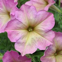 USA Seller 1R7D1 Petunia Seeds 1000 Pelleted Seeds Petunia Seeds Candypops Pink  - £37.06 GBP