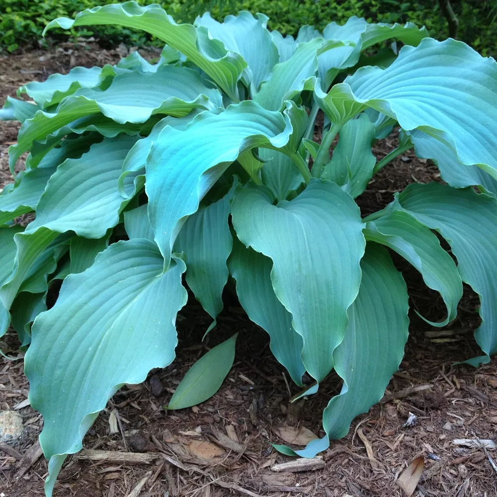 Hosta Neptune Well Rooted 5.25 Inch Pot  - $37.28