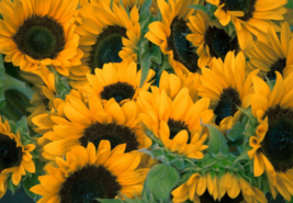 100 Pc Seeds Black Oil Sunflower Plant, Sunflower Flower Seeds for Planting | RK - £14.59 GBP