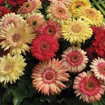 200+ Strawberry Twist Mix Gerbera Daisy Seeds - £6.82 GBP