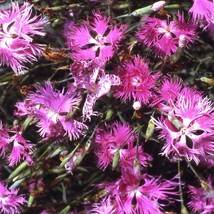 30 Seeds Dianthus Superbus Carnation Flower Mix Perennial - £13.84 GBP