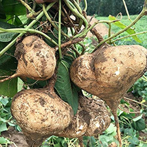 Fresh New 20 Pcs Pack Pachyrhizus Seeds - £29.77 GBP