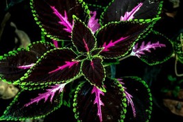 Coleus King Kong Seeds 100 Seeds Vibrant Blooms Great For Shade Or S Garden Beau - £8.40 GBP