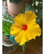10 SEEDS YELLOW HIBISCUS PERENNIAL HARDY FLOWER GARDEN HEIRLOOM SEEDS GA... - $8.35