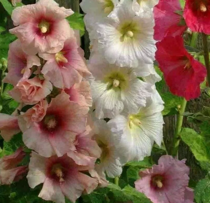 30 Flower SEED HOLLYHOCK SUMMER CARNIVAL MIX For Garden - $5.00