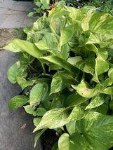  Variegated Giant Golden Pothos Well Rooted Plant #MVK02 - £47.59 GBP