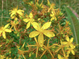 50 St. Johns Wort Seeds (Hypericum Perforatum) - $1.99