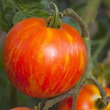 Tomato Mr. Stripey Indeterminate Heirloom Slicing Tomato Usa Non-Gmo 30 Seeds - £7.75 GBP