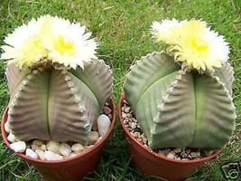Astrophytum myriostigma KIKO nudum rare japan hybrid cactus cacti seed 1... - $19.99