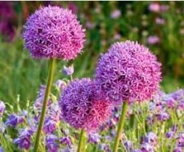 Giant Allium Seeds Mixed White Purple Yellow Blue Dark Red etc Colors 20... - $13.16