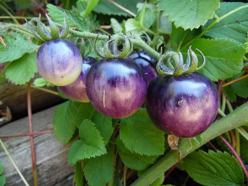 Bumpy Tomatoes SRN Bosque Blue Bumblebeetomato Seeds We Sell 7 Kinds Of Bumblebee ...
