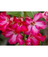 Desert Rose Adenium obesum 10 Seeds - $321.24 MXN