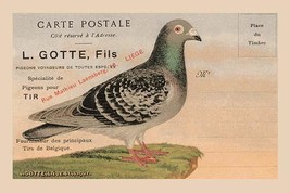 Pigeons Voyageurs 20 x 30 Poster - £20.38 GBP