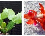 Sunset Glow Christmas Cactus Schlumbergera Truncata Starter Plant - $32.93